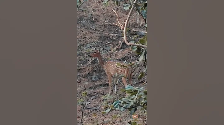 😲 Rare Footage : 🦌 Deer Uses Alarm Call to Warn Others of a Tiger 🐅!