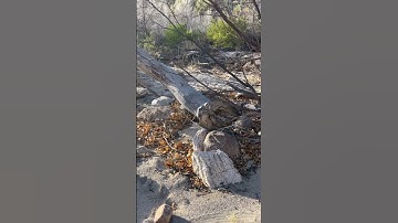 BROKEN TREE BRANCH#nature#forest#trending#viral#video#trendingshorts#youtube#youtubeshorts#travel#yt