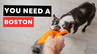 10 Reasons You Need A Dog In Your Life! by Boston Terrier Society 5,061 views 2 years ago 4 minutes, 53 seconds