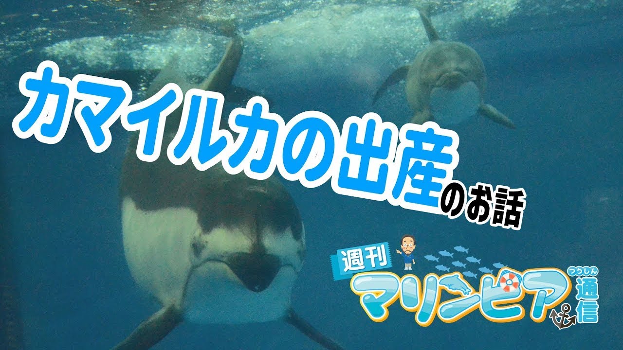 週刊マリンピア通信　＃23 カマイルカの出産のお話