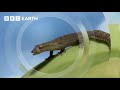 These Female Lizards Lay Eggs Without Mating | South Pacific | BBC Earth