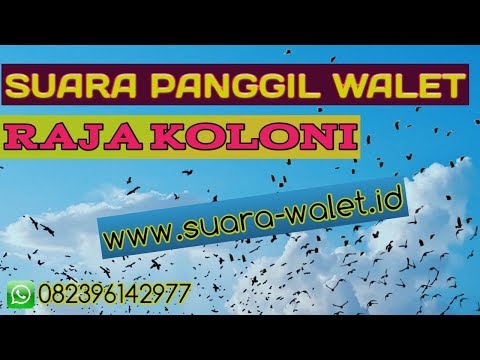 Suara Panggil Walet Raja Koloni Mp3