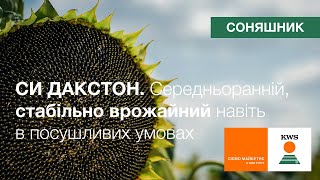 Середньоранній СИ ДАКСТОН. Врожайний навіть в посушливих умовах. Стійкий до хвороб | Соняшник