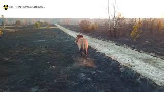 Тварини Чорнобиля після пожежі