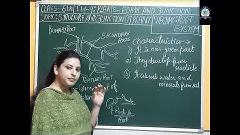 Plants - Form and Function/ Part - 2  / Class - 6th/HIM  TUTORIALS