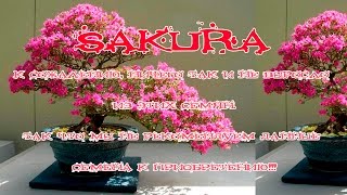 Дерево бонсай.  Сакура. В  итоге Сакура не выросла?(Дерево бонсай. Сакура. В итоге Сакура не выросла? https://youtu.be/z-UMTGDciMw (яп. 盆栽 — букв. «выращенное в подносе»)..., 2016-02-16T04:48:33.000Z)