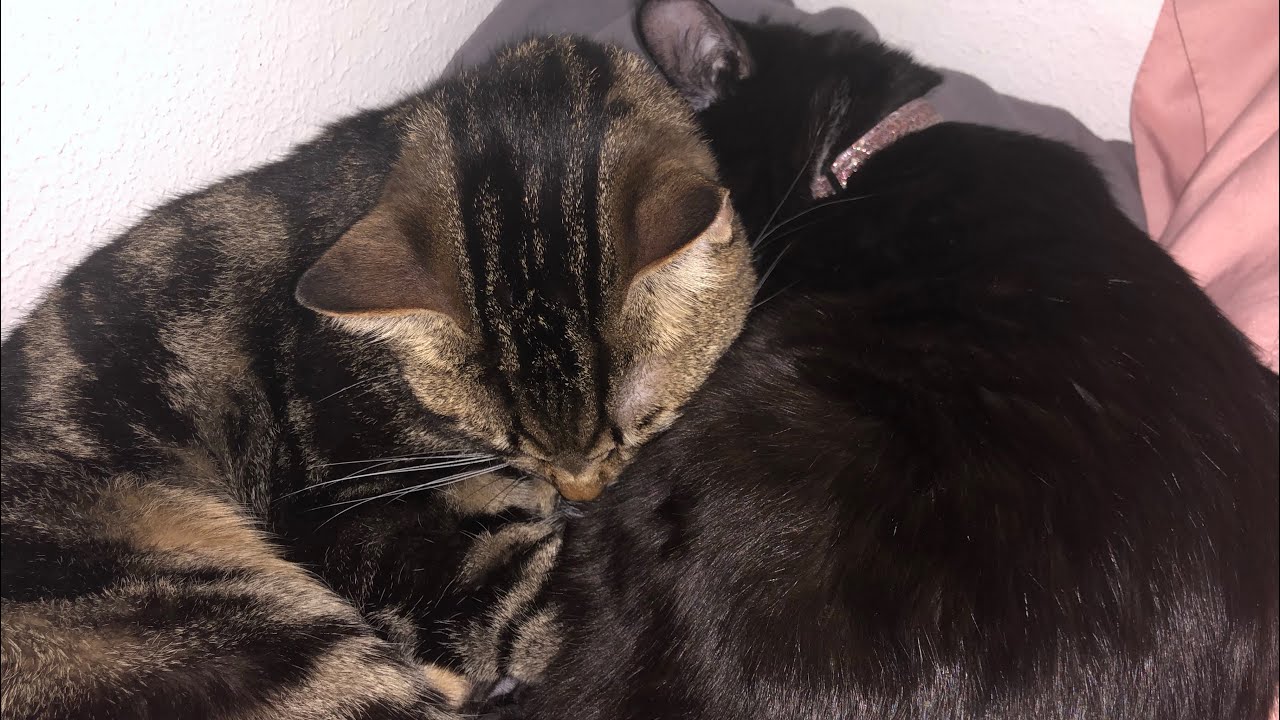 My Cats ate Flea Medicine ( YouTube