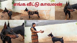 எங்க வீட்டு காவலன் ROCKY | Our Pet Rocky | Dobermann Breed Dog.