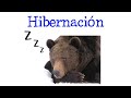 🐻 ¿Qué es la Hibernación? 💤 Y EJEMPLOS 😴 [Fácil y Rápido] | BIOLOGÍA |