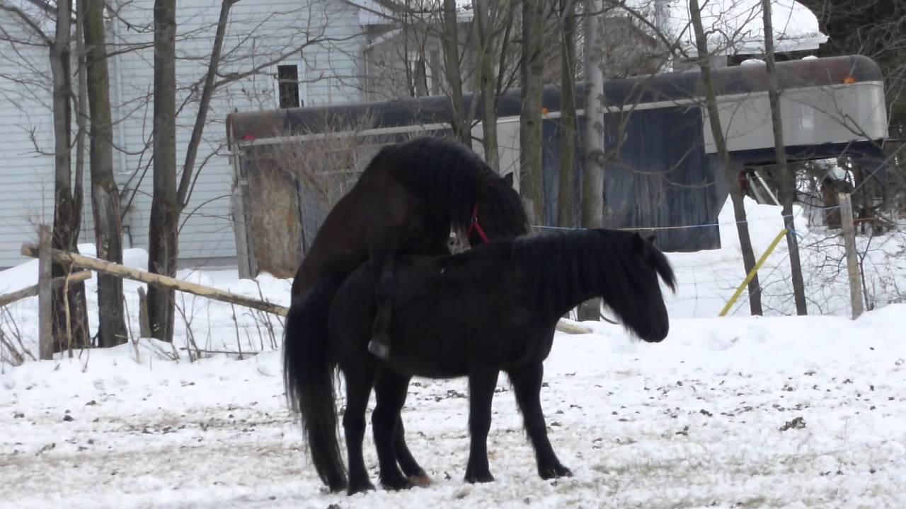 image de chevaux qui s'accouple