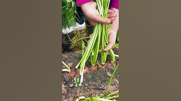 The process of pulling carrots #Goodtools #smartwork #short
