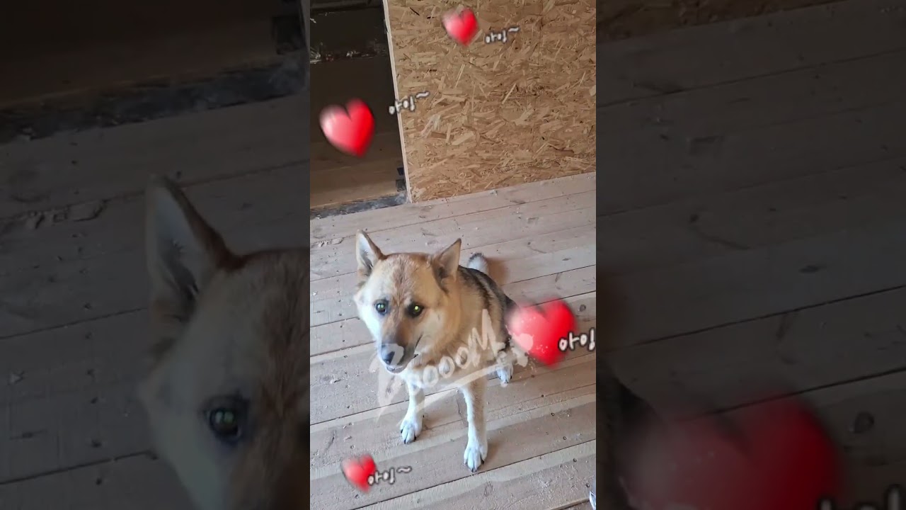 The dog watches the fastening of the imitation bar (Собака наблюдает за креплением имитации бруса)