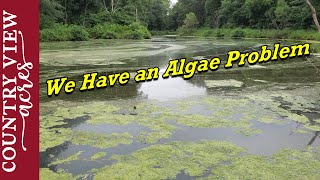 Trying to eliminate the algae on our pond.