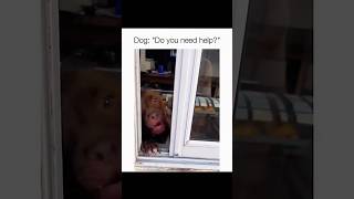 Dogs being idiots part 203😂| Funny dogs compilation #funnydog #funnypet #cutedog #dog #dogsworld