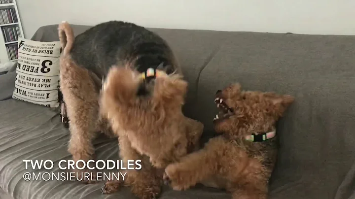 Lenny and Martins daily activity