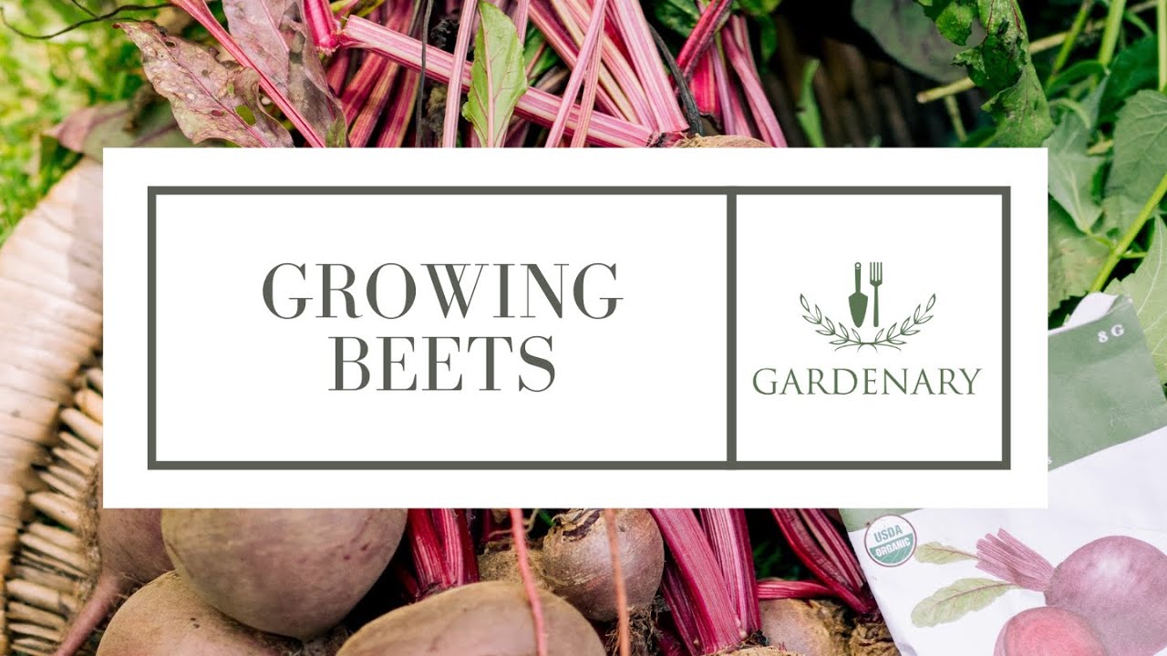 Growing Beets