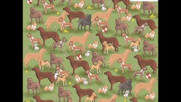 Intelligence test - find the cat