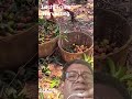 Litchi Fruits Harvesting #fruit #farming #harvesting #youtube