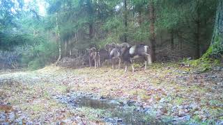 záběry z přírody FOXcam WiFi