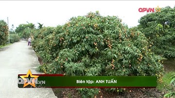 Lô quả vải thiều đầu tiên xuất khẩu sang Singapore, Hoa Kỳ và Australia