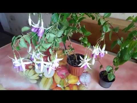 ФУКСИЯ РАСПУСТИЛА ВСЕ БУТОНЫ ! ОСНОВНЫЕ ОШИБКИ ПРИ ВЫРАЩИВАНИИ !