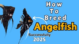 How to Successfully Breed ANGELFISH in 2025