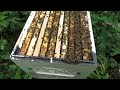 можно ли пчелам в августе обновлять гнездовые рамки и ставить вощину - часть 4 -  прошло 30 дней