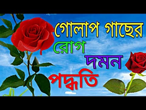 ভিডিও: গোলাপ পাতায় রাস্পবেরি