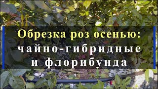 видео: Обрезка роз осенью: чайно-гибридные и флорибунда. Питомник растений Е. Иващенко картинка: Обрезка роз осенью: чайно-гибридные и флорибунда. Питомник растений Е. Иващенко