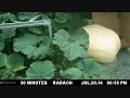 1223 Pound Giant Pumpkin Timelapse