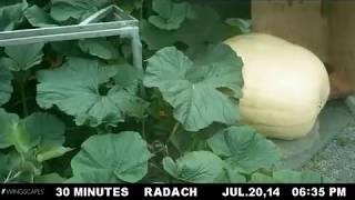 1223 Pound Giant Pumpkin Timelapse