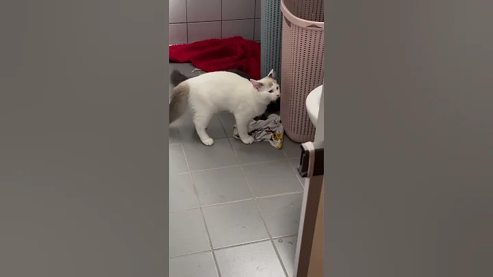 Watch the video about Ragdoll fighting with Mainecoon 😭