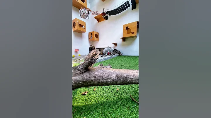 Video 11757051: bengalcat cat cute kitten, cat bengalcat funny kitten, bengalcat cat pet