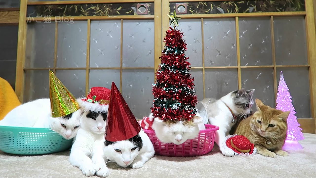 のせ猫 X クリスマス15 Christmas Youtube