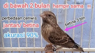 cara prediksi ceriwis jantan /betina blackthroat usia  1 hingga 3 bulan, akurasi 90℅