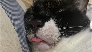 御猫様が鳴いたら即終了配信