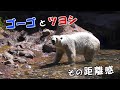 恋の駆け引き？ホッキョクグマのゴーゴとツヨシ 🐾 よこはま動物園ズーラシア