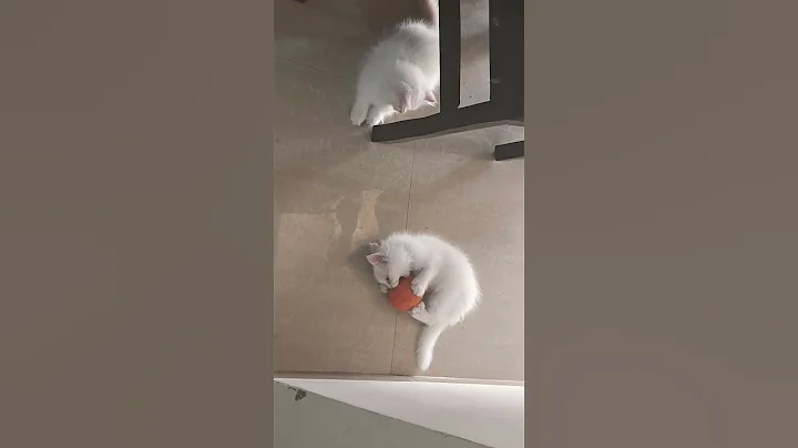 Watch the video about #funny #shorts #cat #youtubeshorts #shortvideo #song #persiancat #playing #beautiful #cute #short