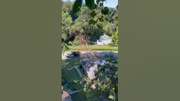 Black locust removal #treelife