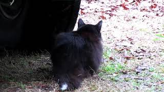 Purdy hunts from under truck