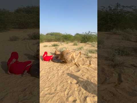 توجد محبة كبيرة بين المرأة والجمل بحيث إذا أعطت المرأة الجمل قربة الماء ينام الجمل معها أيض ا