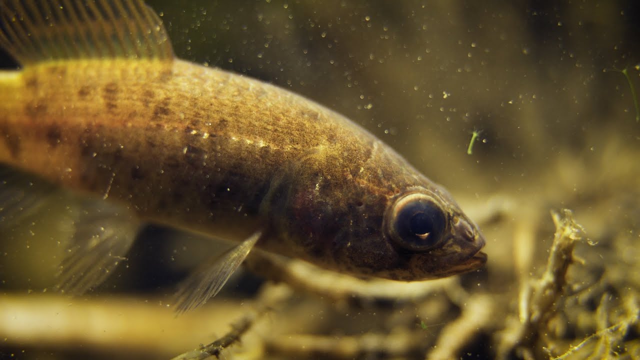 A KOLON-TÓ ÉLŐVILÁGA, 2023 év hala: a lápi póc | 'Rejtett világ: A vadvizek története' részlet