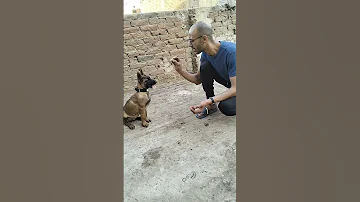 اسهل طريقة لتدريب الكلب علي النباح 