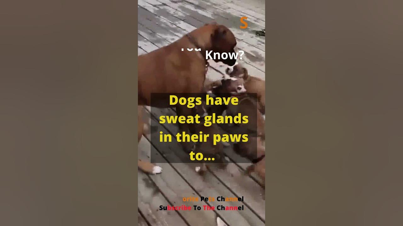 Facts Pets. Dogs have sweat glands in their paws to...shorts YouTube