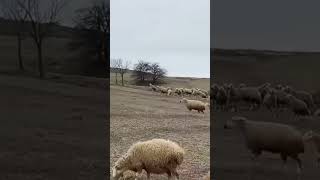 Kangal Alfa kurt #kangal