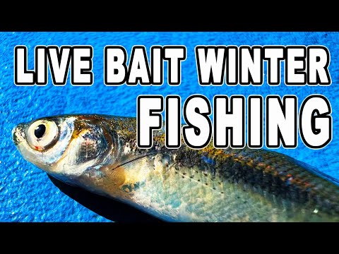 Live Bait Fishing for Winter Crappie and Perch 