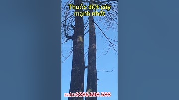 Cách diệt cây cổ thụ, thuốc diệt cây cổ thụ mạnh nhất #caycongtrinh #caytrongnha #phongthuy