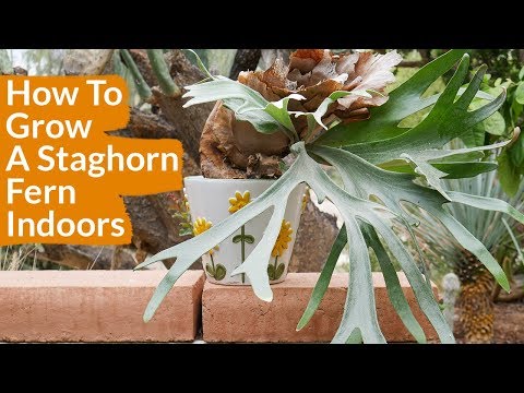 Video: Stathorn paparčio priežiūra – kaip auginti stagarinį papartį patalpose ir sode