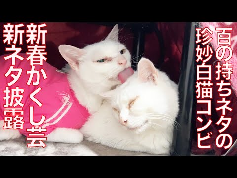 珍妙白猫コンビ、新春かくし芸の新ネタを披露する