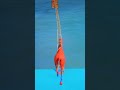 تحدي حصان خارق على العناكب الملونة باركور فوق أسماك القرش Spiderman Horse Parkour Shorts 